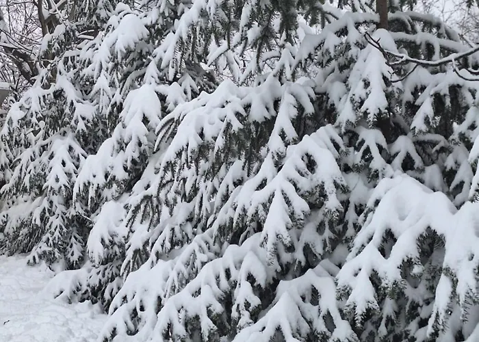 Tiny Hébergement de vacances *